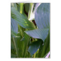 Hostas cards