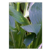 Hostas cards by npollack Hostas cards