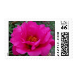 Hot for Pink Postage Stamp