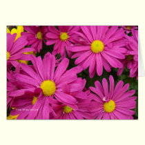 Hot hot pink cards