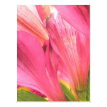 Hot Pink Alstroemeria Flowers Lilies Flower Photo Post Card