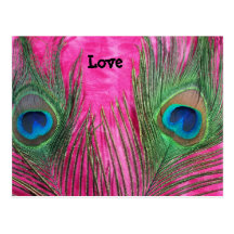 Hot Pink and Peacock Feathers Postcard
