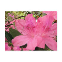 Hot Pink Azaleas postcards by AJsGraphics Hot Pink Azaleas postcards