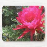 Hot Pink Blooming Cactus Flower Mousepad