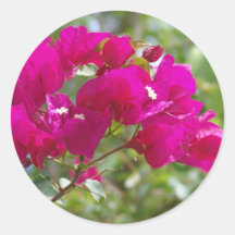Hot pink bougainvilla round sticker