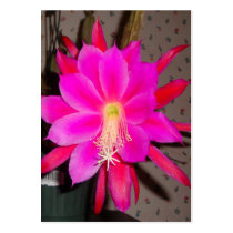 Hot Pink Cactus Flower