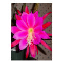 Hot Pink Cactus Flower Business Card Templates