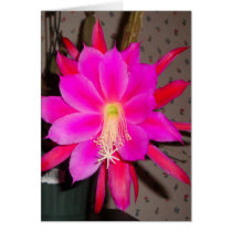 Hot Pink Cactus Flower