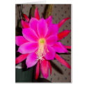 Hot Pink Cactus Flower Card