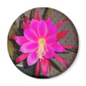Hot Pink Cactus Flower Fridge Magnets
