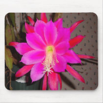Hot Pink Cactus Flower