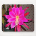 Hot Pink Cactus Flower Mouse Pads