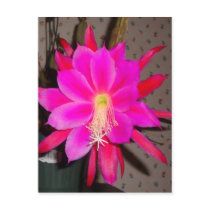 Hot Pink Cactus Flower Post Card