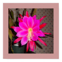 Hot Pink Cactus Flower