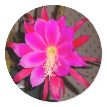 Hot Pink Cactus Flower