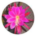 Hot Pink Cactus Flower Sticker