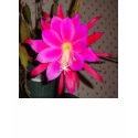 Hot Pink Cactus Flower T-shirt