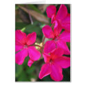 Hot Pink cards