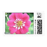 Hot Pink Dahlia Flower Stamps