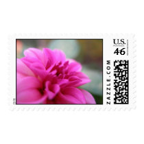 Hot Pink Dahlia postage by dannamarie72 Hot Pink Dahlia postage