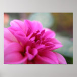 Hot Pink Dahlia posters