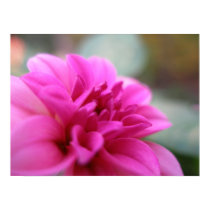 Hot Pink Dahlia posters by dannamarie72 Hot Pink Dahlia posters