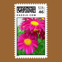 Hot Pink Daisies stamps