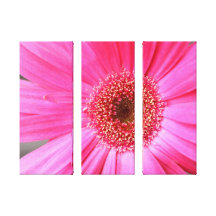 Hot Pink Daisy Canvas Prints