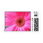 Hot Pink Daisy Stamps