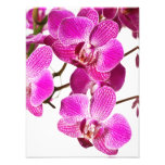 Hot Pink Dendrobium Orchid - Orchids Background Photo Print