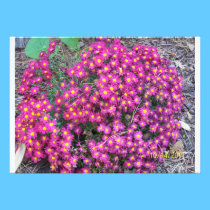 Hot Pink Fall Mum Plant Invitation invitations