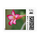Hot Pink Flower postage by tigermonkeyoflove Hot Pink Flower postage