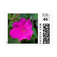 Hot Pink Flower Stamp stamp