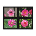 Hot pink Flowers postcards