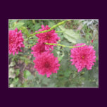 hot pink flowers