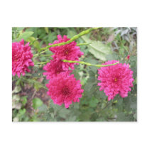 hot pink flowers postcards by bkang22 hot pink flowers postcards