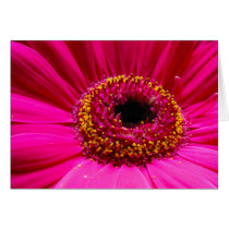 hot pink gerber daisy cards