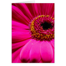 hot pink gerber daisy greeting cards