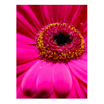 hot pink gerber daisy post cards