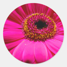 hot pink gerber daisy round stickers