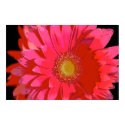 Hot Pink Gerbera Daisy Canvas Poster posters