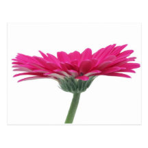 Hot Pink Gerbera Daisy Postcards