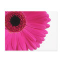 Hot Pink Gerbera postcards