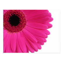 Hot Pink Gerbera Postcard