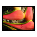 Hot Pink Heliconia Flower  Poster Print
