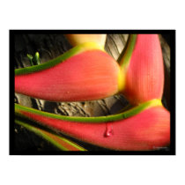 Hot Pink Heliconia Flower  Poster Print