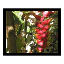 Hot Pink Heliconia Hang Out  Poster Print