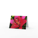Hot Pink Lily Thank You cards