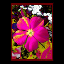 Hot Pink Phlox Flower Flowers Floral Design posters