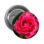 Hot Pink Rose